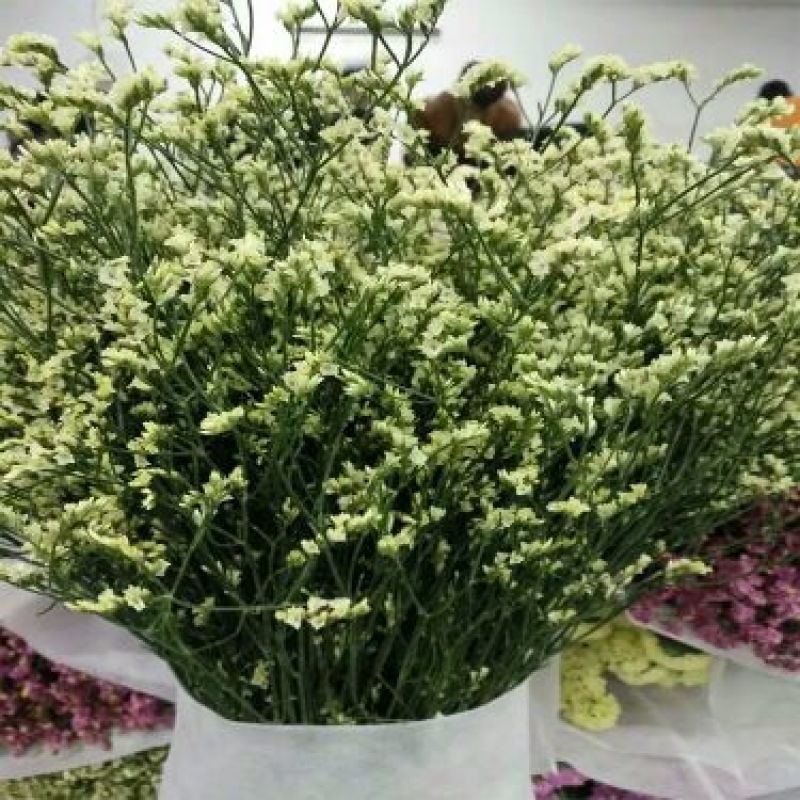 水晶草鲜花干花