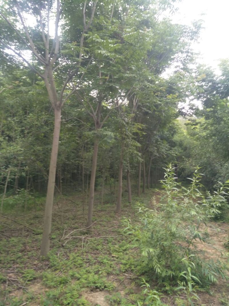 精品栾树