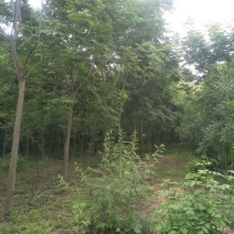 精品栾树