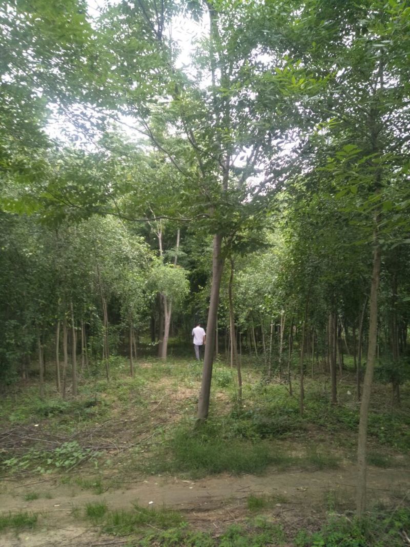 精品栾树