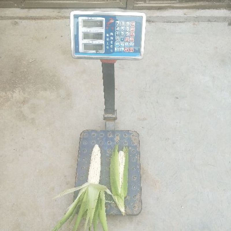 鲜玉米