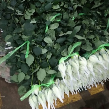 玫瑰各色彩色玫批发详情私聊