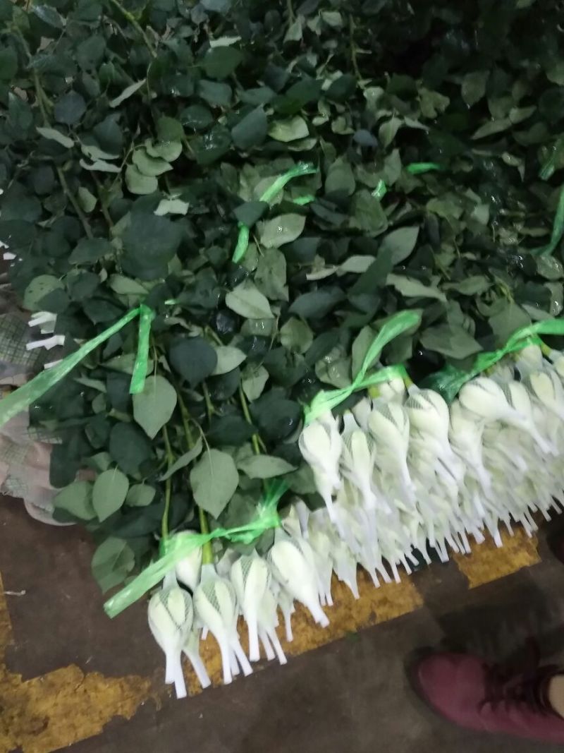 玫瑰各色彩色玫批发详情私聊