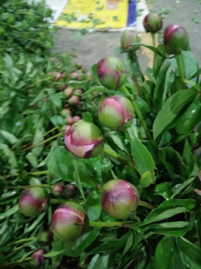 配花配草种类齐全批发