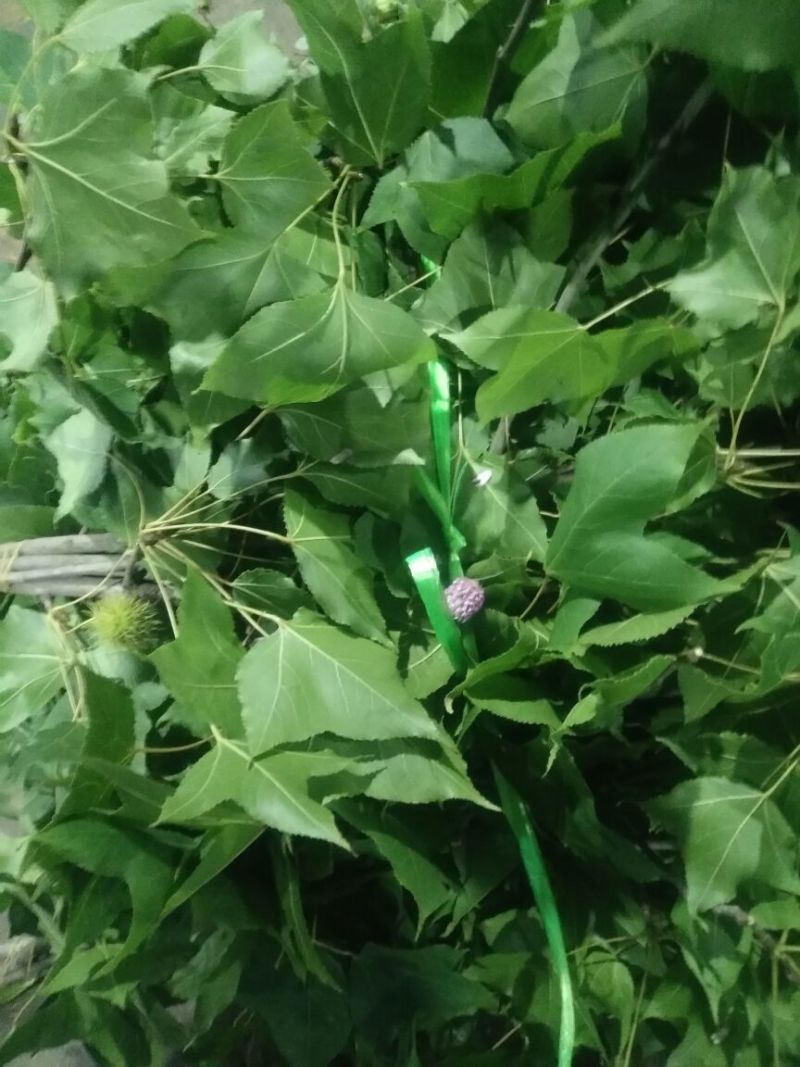 配花配草种类齐全批发