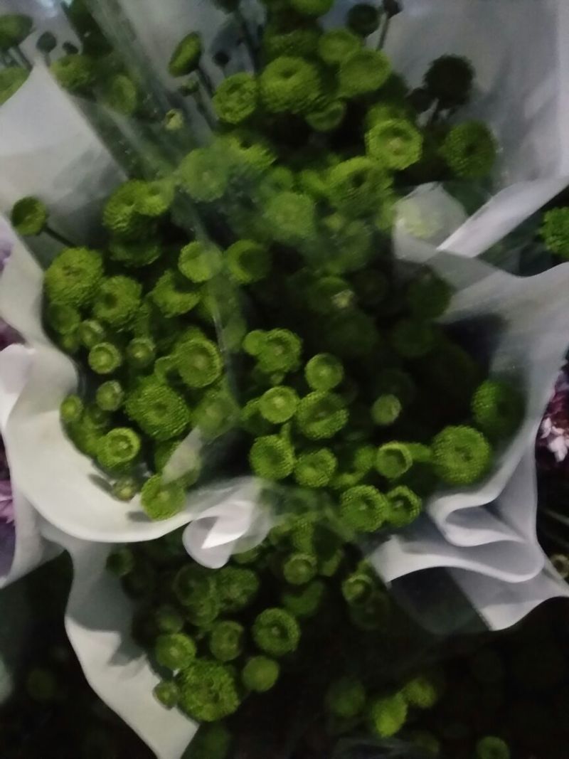 配花配草种类齐全批发