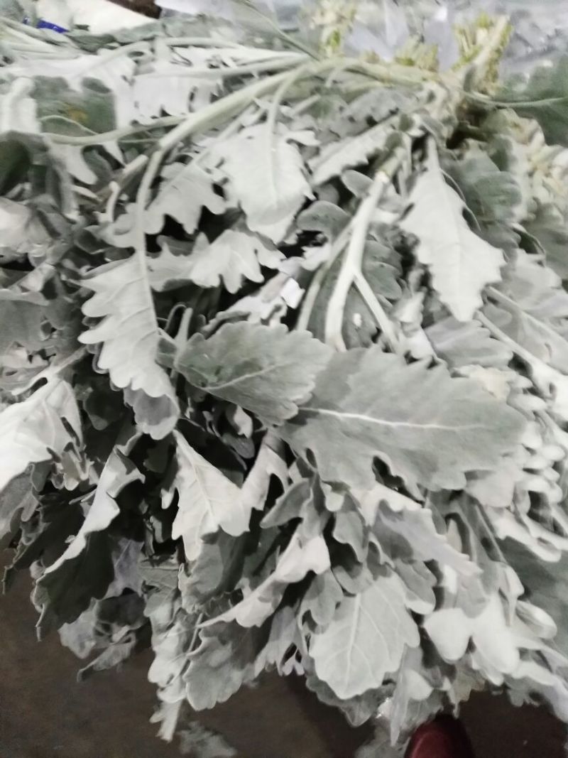 配花配草种类齐全批发