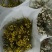 配花配草种类齐全批发