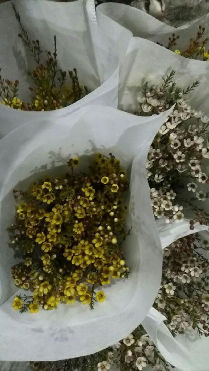 配花配草种类齐全批发