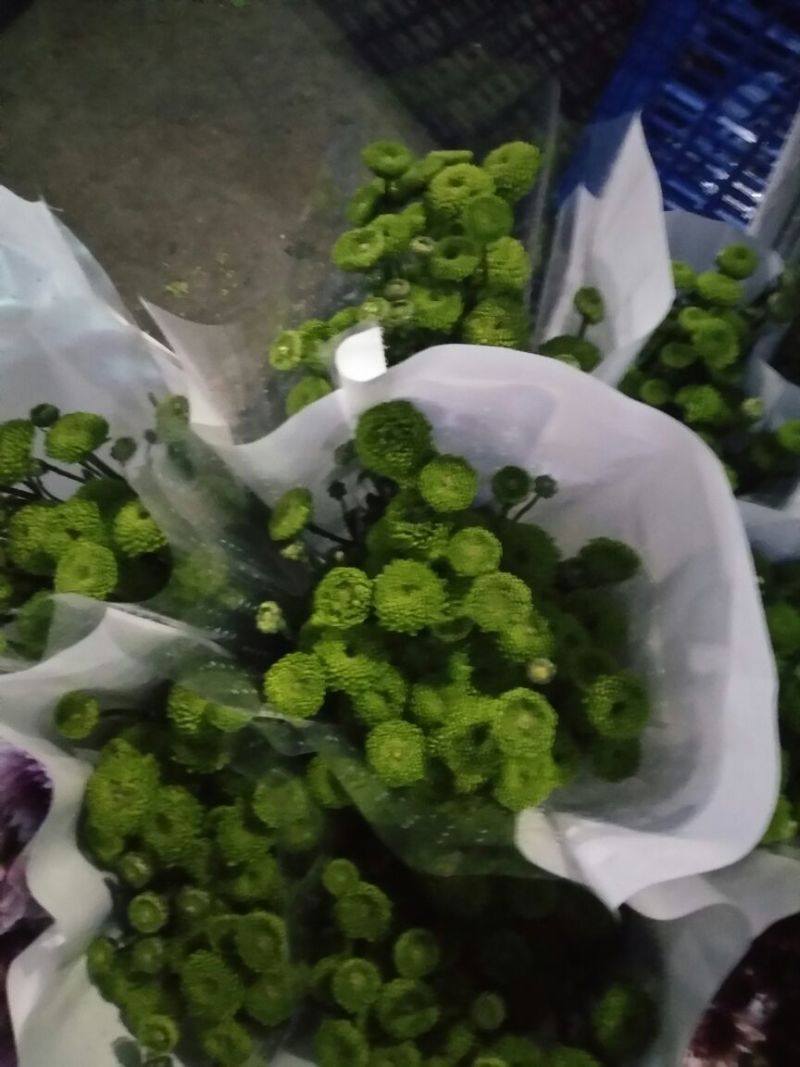 配花配草种类齐全批发