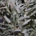 配花配草种类齐全批发