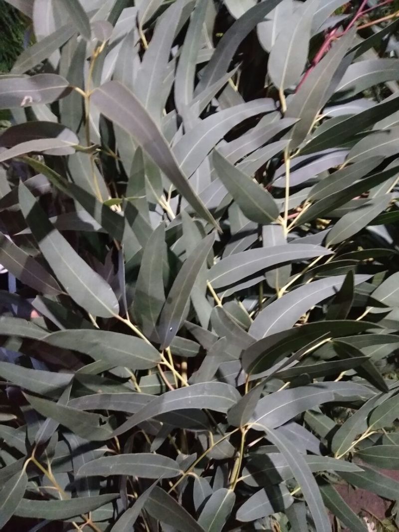 配花配草种类齐全批发