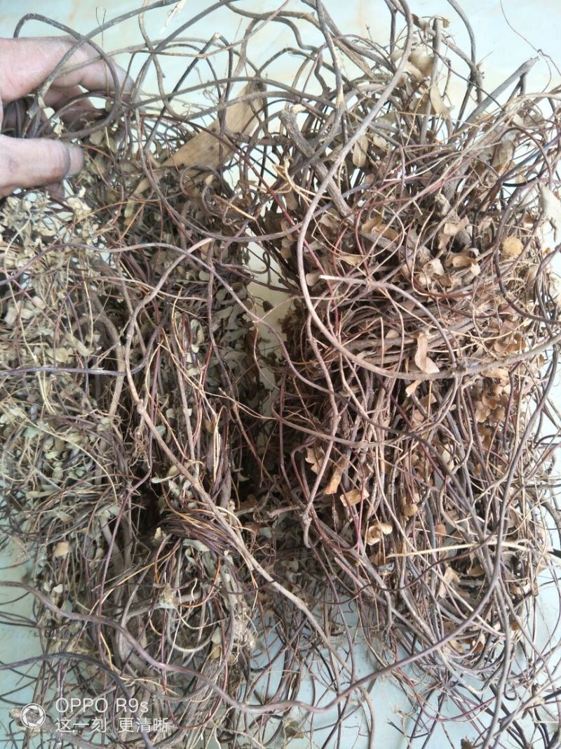 野山鸡骨草