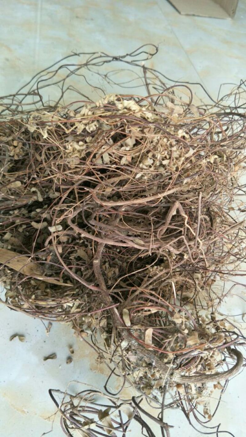 野山鸡骨草