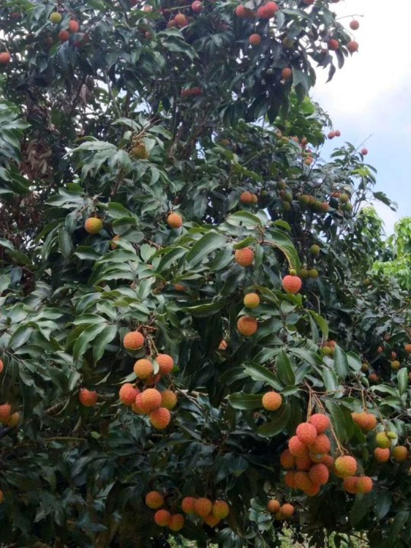 新兴荔枝，批发价格欢迎批发商和代理采购一