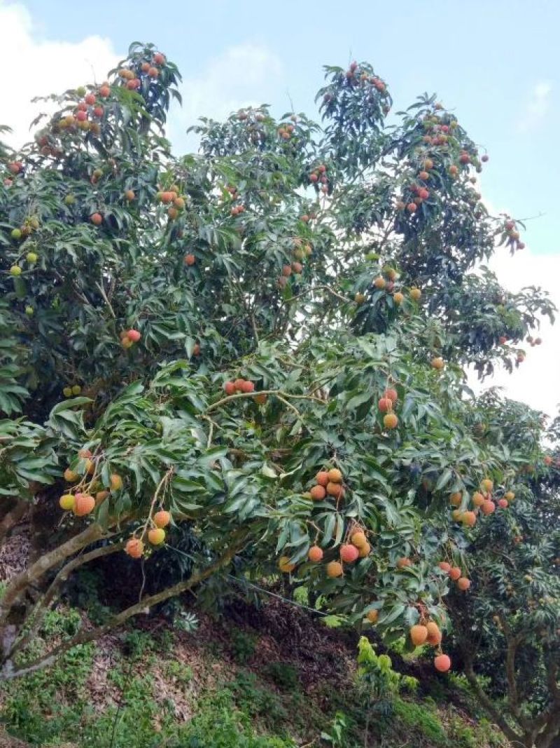 新兴荔枝，批发价格欢迎批发商和代理采购一