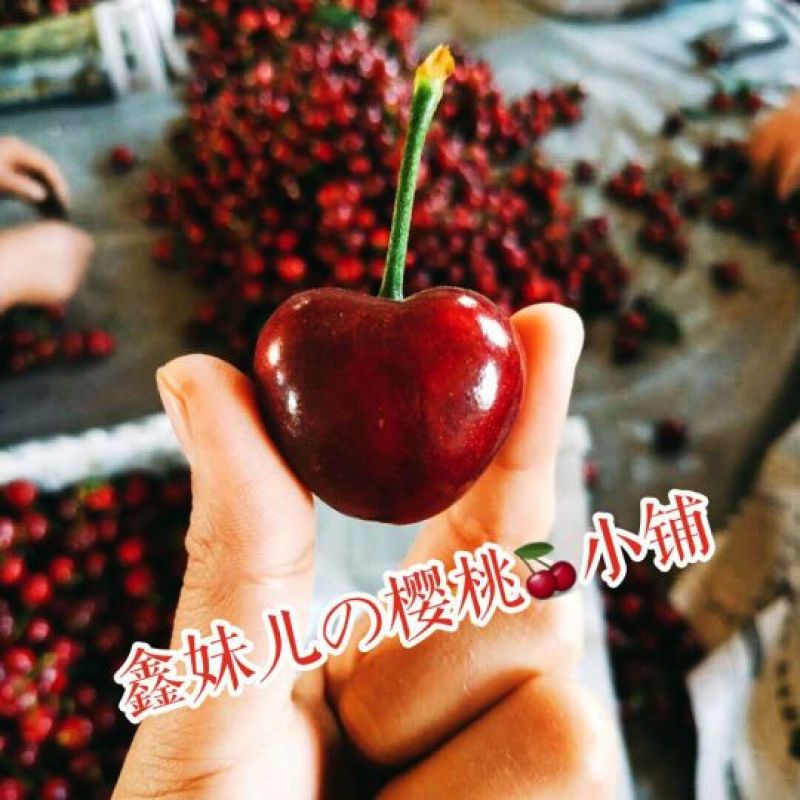 大连大樱桃