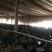 红瑶鸡苗贵妃鸡苗珍珠鸡苗良凤花清远麻黄土四