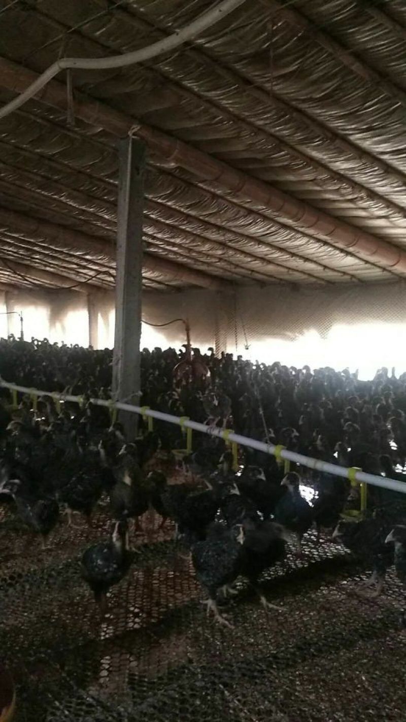 红瑶鸡苗贵妃鸡苗珍珠鸡苗良凤花清远麻黄土四