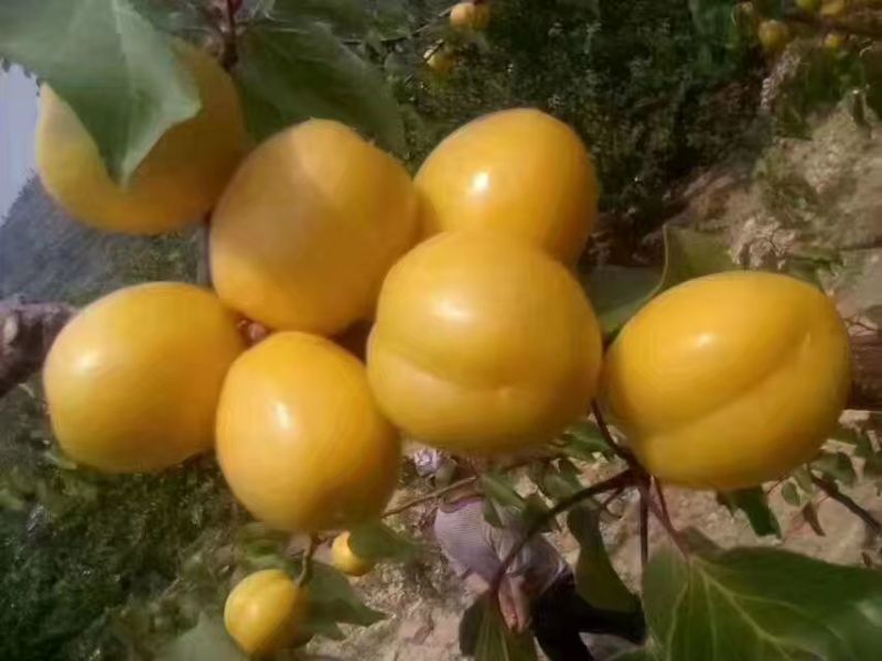 珍珠油杏