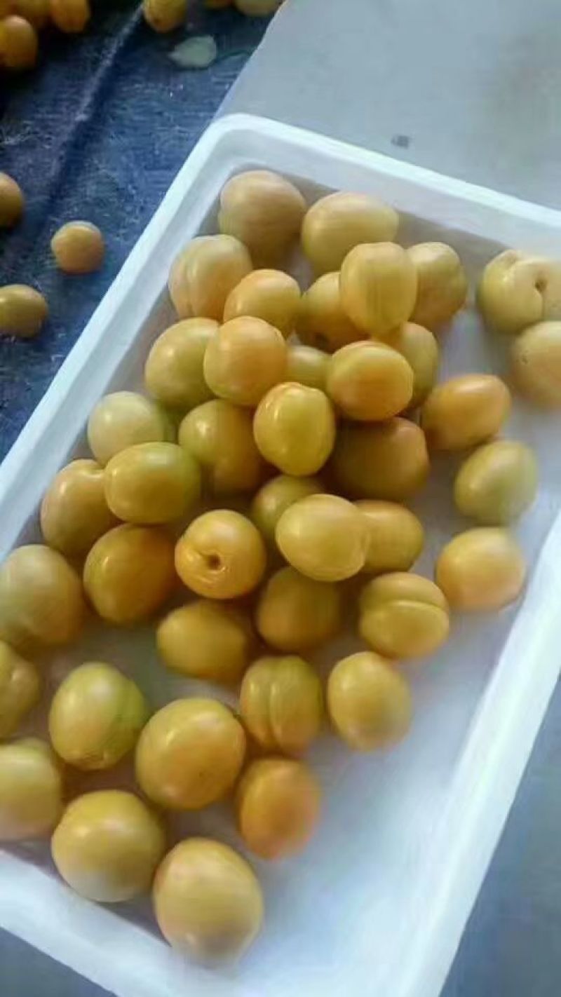 珍珠油杏