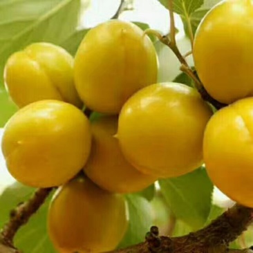 珍珠油杏