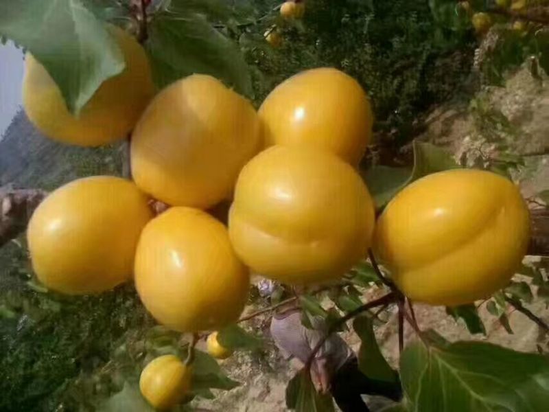 珍珠油杏