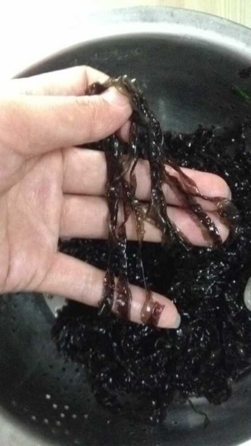 福建紫菜多图)现货供应无杂质无沙紫菜特产批发