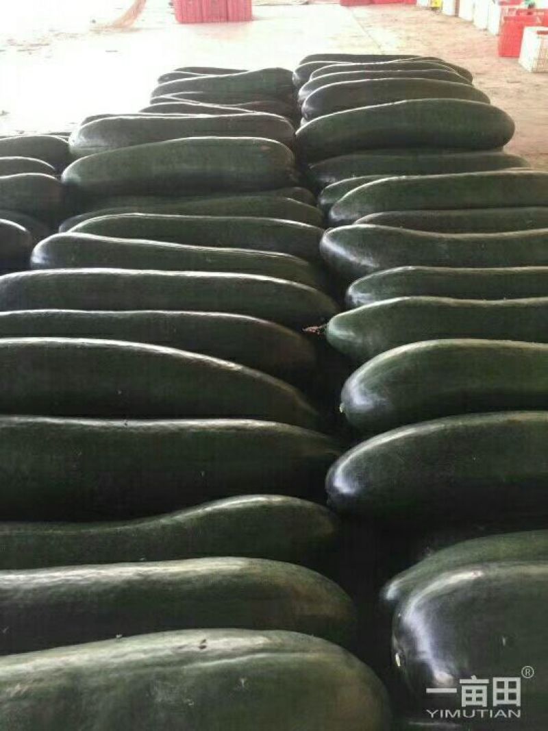精品墨地龙冬瓜，大量供应，质量保证，产地直发