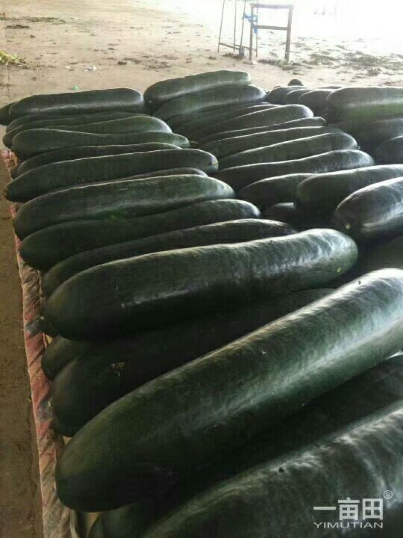 精品墨地龙冬瓜，大量供应，质量保证，产地直发