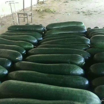 精品墨地龙冬瓜，大量供应，质量保证，产地直发