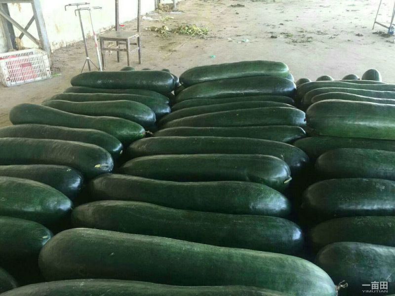 精品墨地龙冬瓜，大量供应，质量保证，产地直发