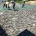 图）包物流供应精装海带王三两菜福建短板菜纯两片30公分