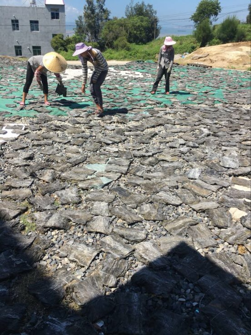 图）包物流供应精装海带王三两菜福建短板菜纯两片30公分