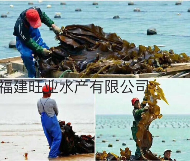 图）包物流供应精装海带王三两菜福建短板菜纯两片30公分