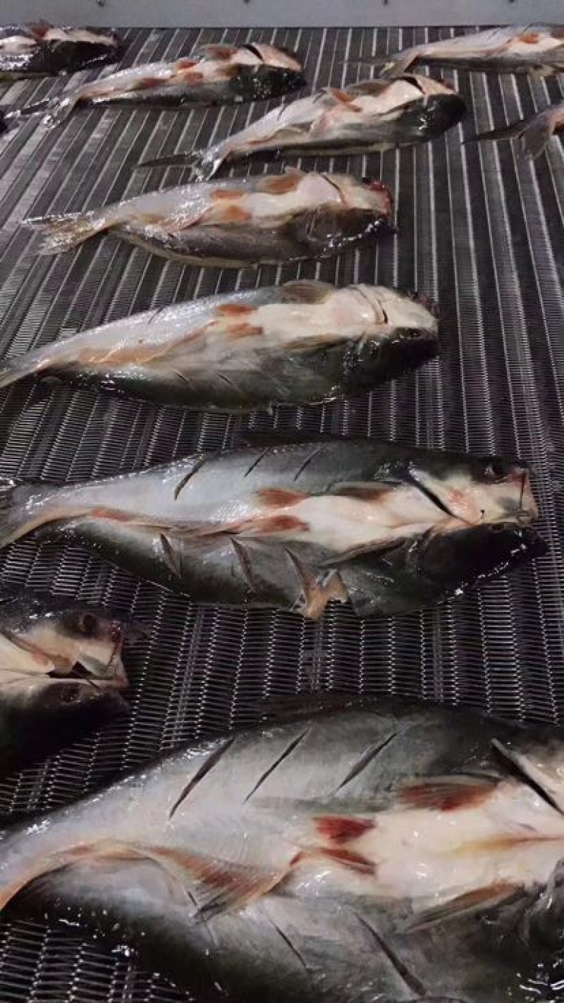 巴沙鱼