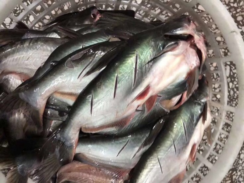 巴沙鱼