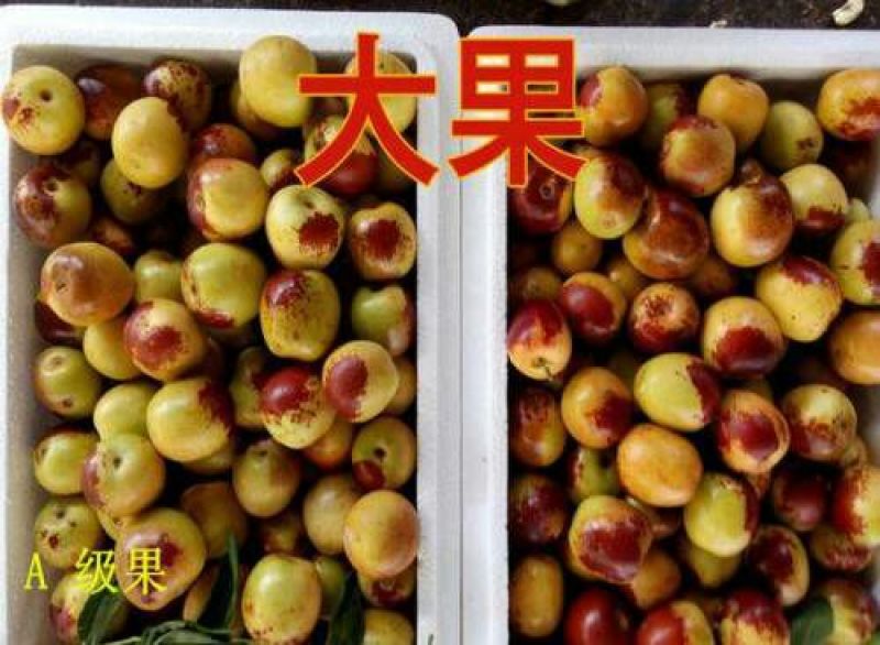 沾化冬枣，对接平台，直供超市又甜又脆的冬枣上市了，有需