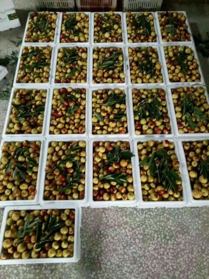 沾化冬枣，对接平台，直供超市又甜又脆的冬枣上市了，有需