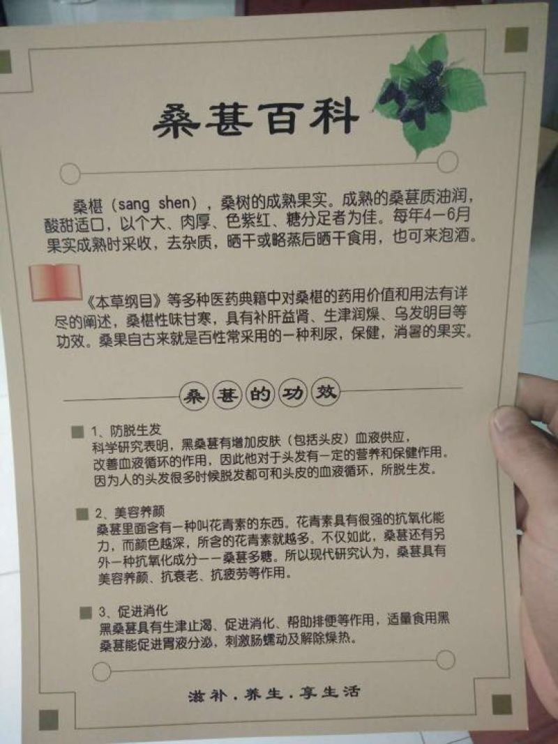 黑桑葚，四川精选水洗桑葚干营养价值高，品质保证