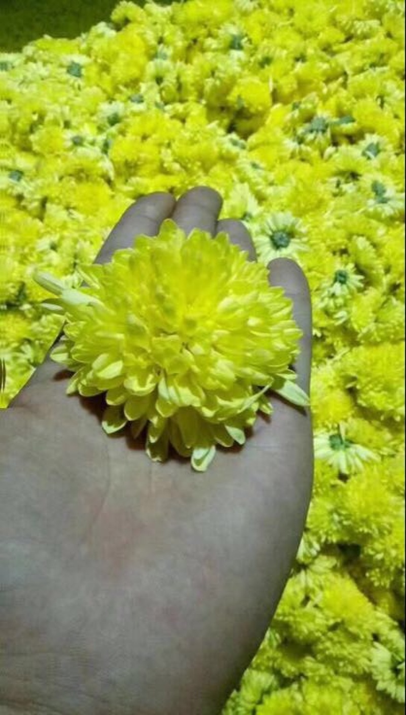 干菊花纯天然自己烘干没有任何添加