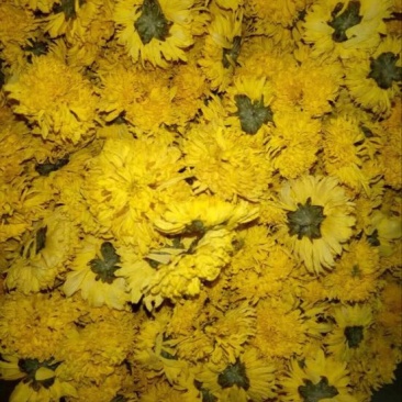 干菊花纯天然自己烘干没有任何添加