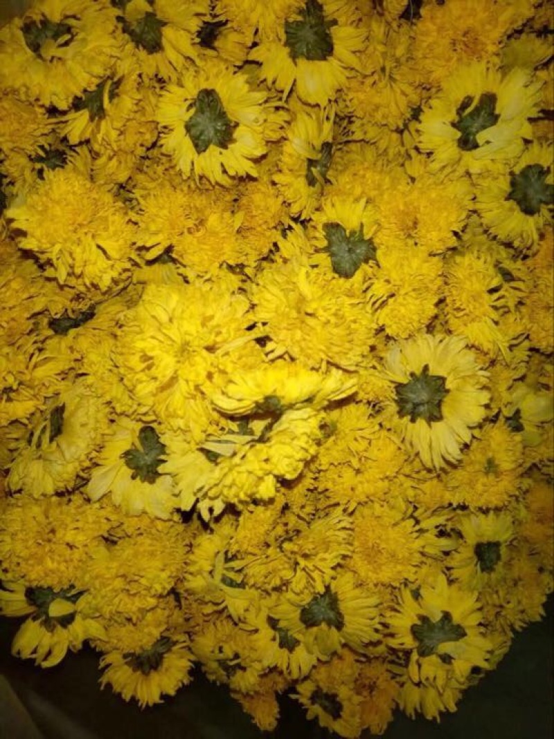 干菊花纯天然自己烘干没有任何添加