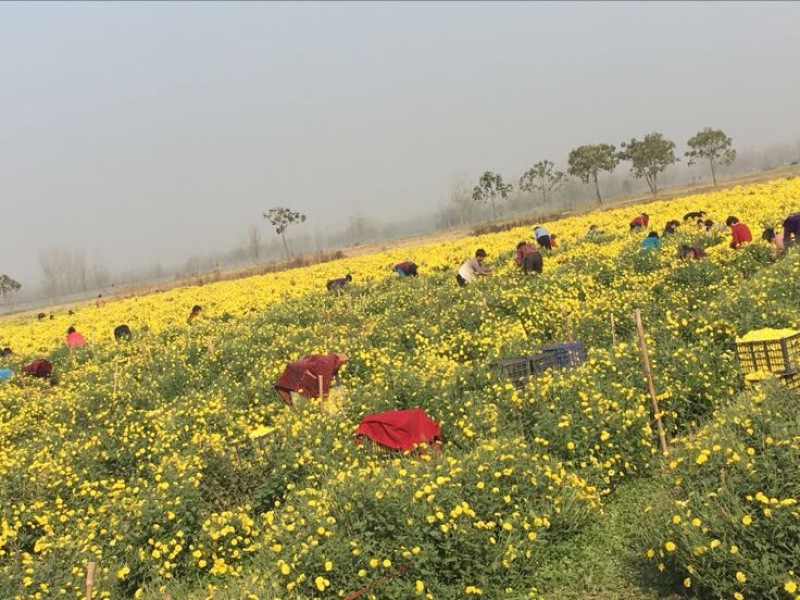 干菊花纯天然自己烘干没有任何添加