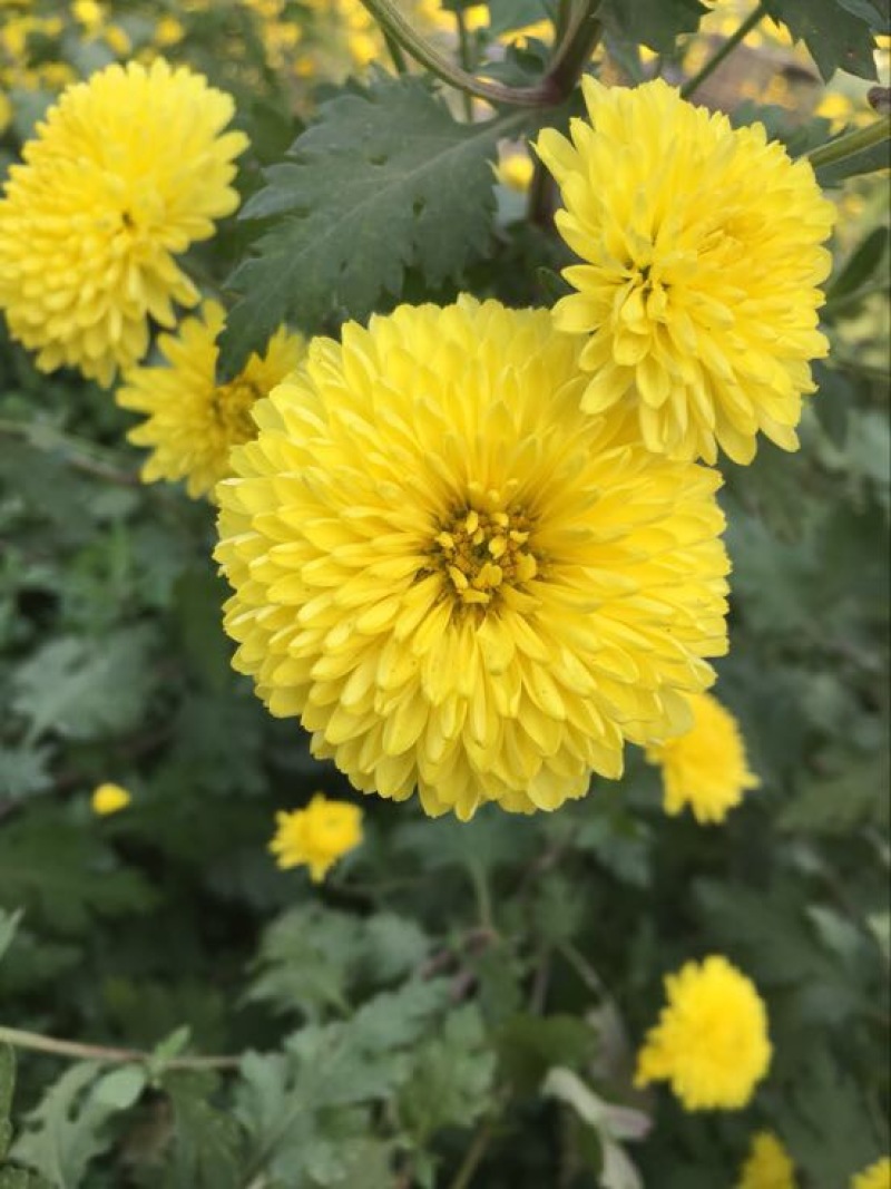干菊花纯天然自己烘干没有任何添加