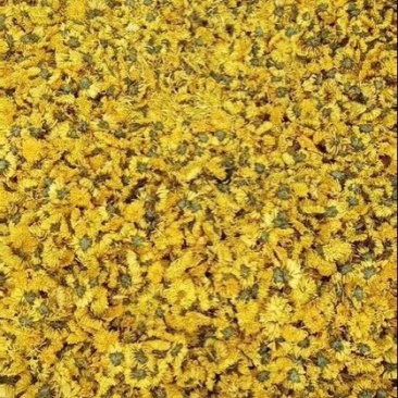 干菊花