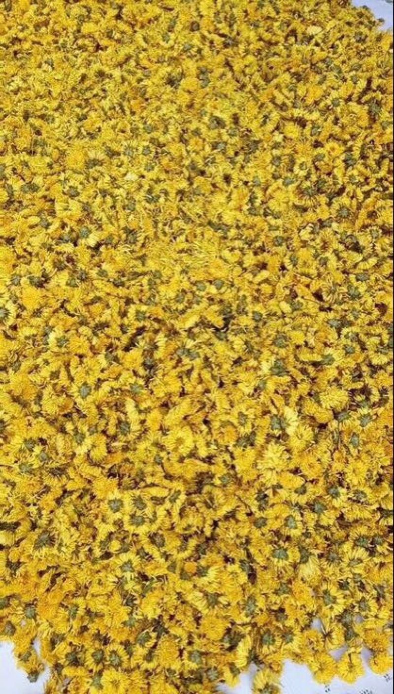 干菊花