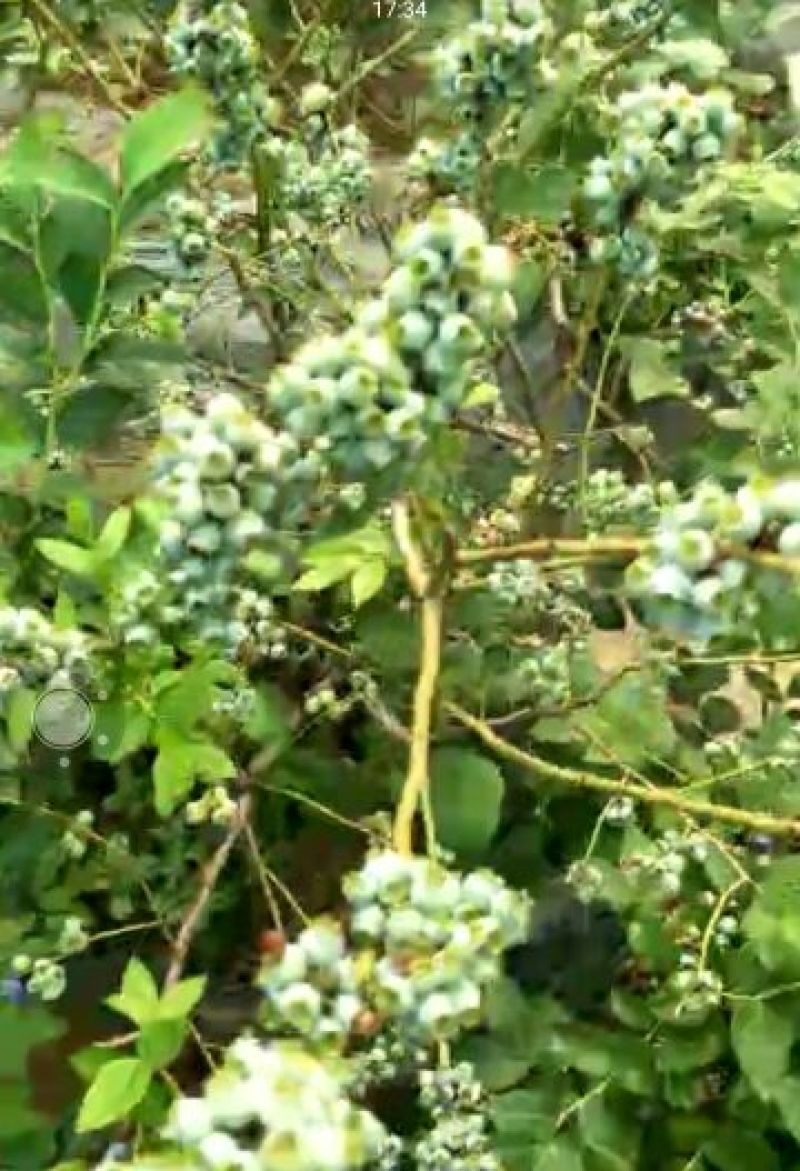 蓝莓苗1一2年以上