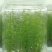 蓝莓苗1一2年以上