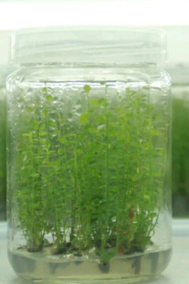 蓝莓苗1一2年以上